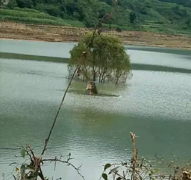 羅平板橋水怪最新動(dòng)態(tài)揭秘，傳聞中的神秘生物動(dòng)態(tài)更新！