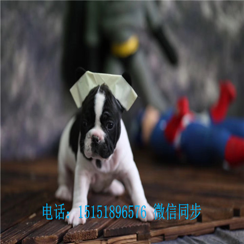 揭秘小巷深處的特色小店，獨(dú)家報道2017法牛價格行情