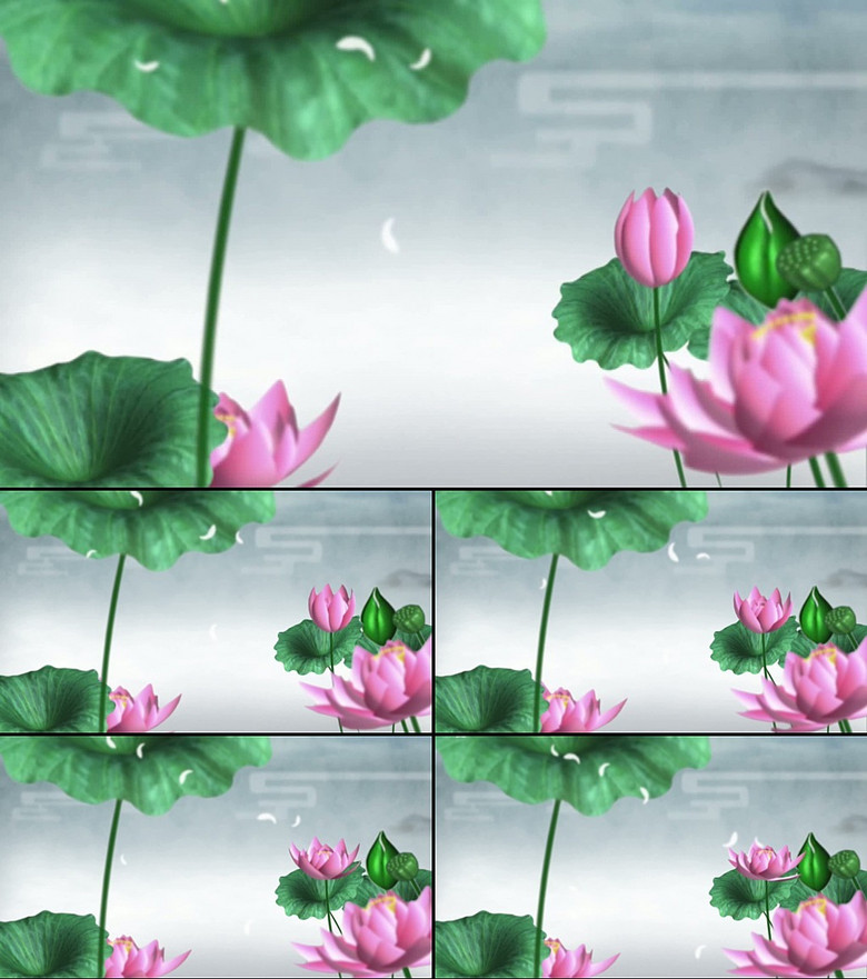 蓮花動態(tài),蓮花動態(tài)，一種自然之美的展現(xiàn)與解讀