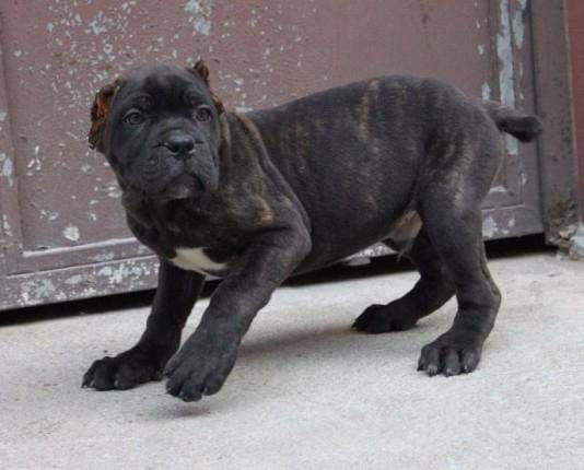 卡斯羅犬幼犬價格詳解，購買指南與深入了解