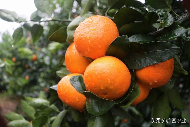 廣西南寧沃柑最新價(jià)格揭秘，小巷深處的甜蜜誘惑