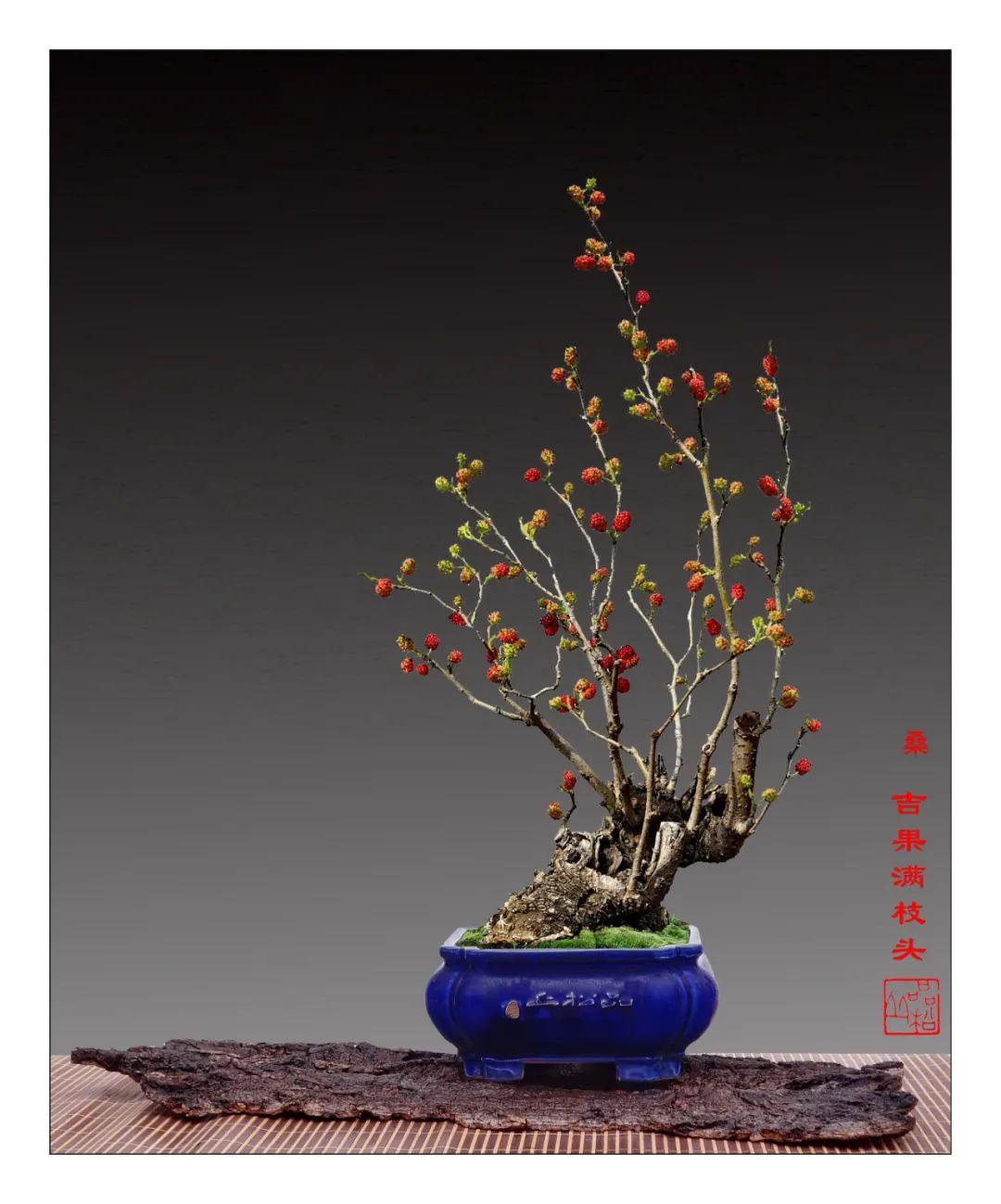 從零開始制作最新盆景的詳細(xì)步驟指南（附圖解）