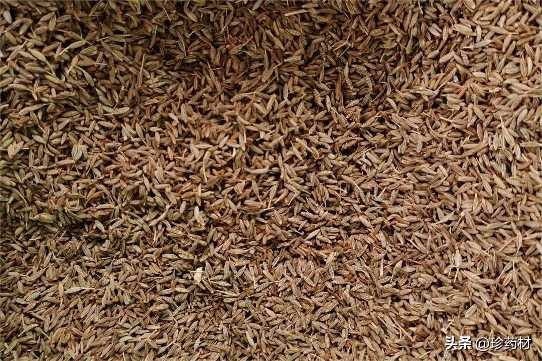 牛蒡子最新價(jià)格揭秘，小巷深處的特色寶藏，探尋牛蒡子最新行情