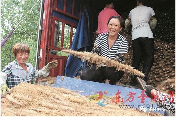 白玉山藥最新價格行情更新通知