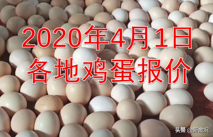 新牧網(wǎng)廣東雞價最新動態(tài)，變化中的機(jī)遇與挑戰(zhàn)的超越之旅